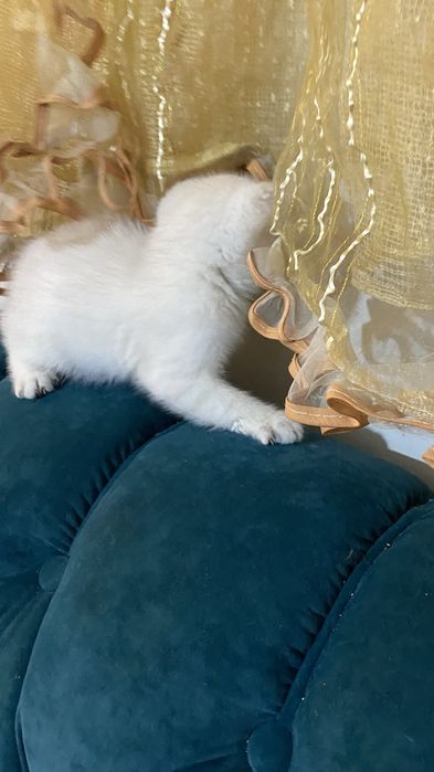 Продаются  котята