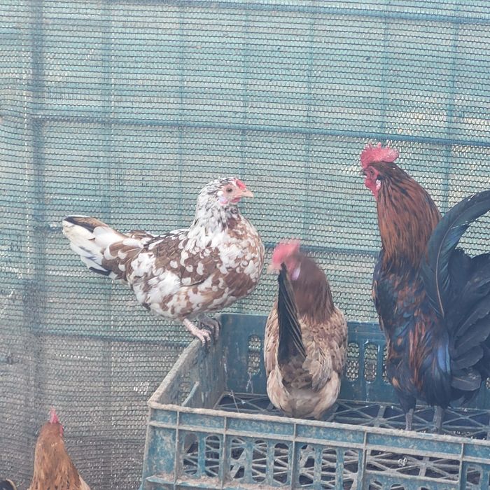 Gaini pitice  mii de flori