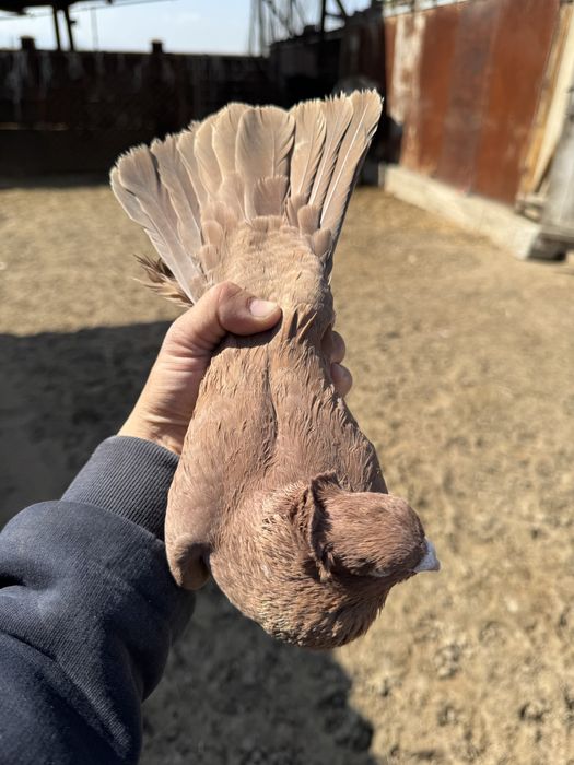 Продам двухчубых голубей