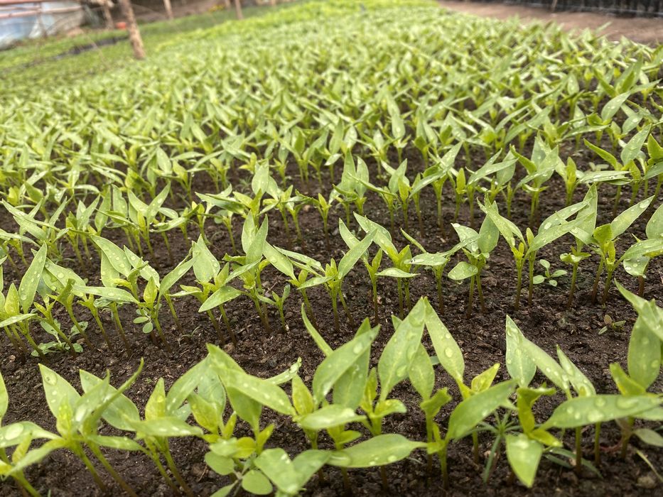 Гул кучатлар, уруглар , гуллар