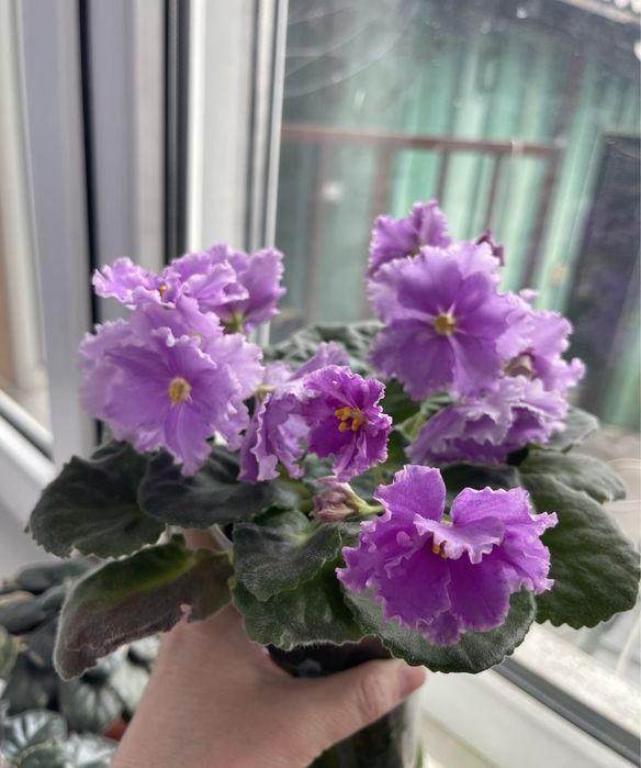 Продам цветущие сортовые фиалки