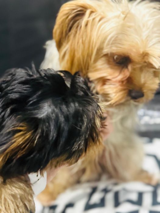 Малыш  Йоркширский терьерчик продам за 60 000