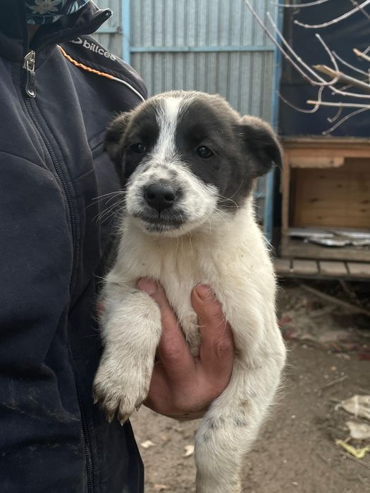 Дворянских кровей щеночки