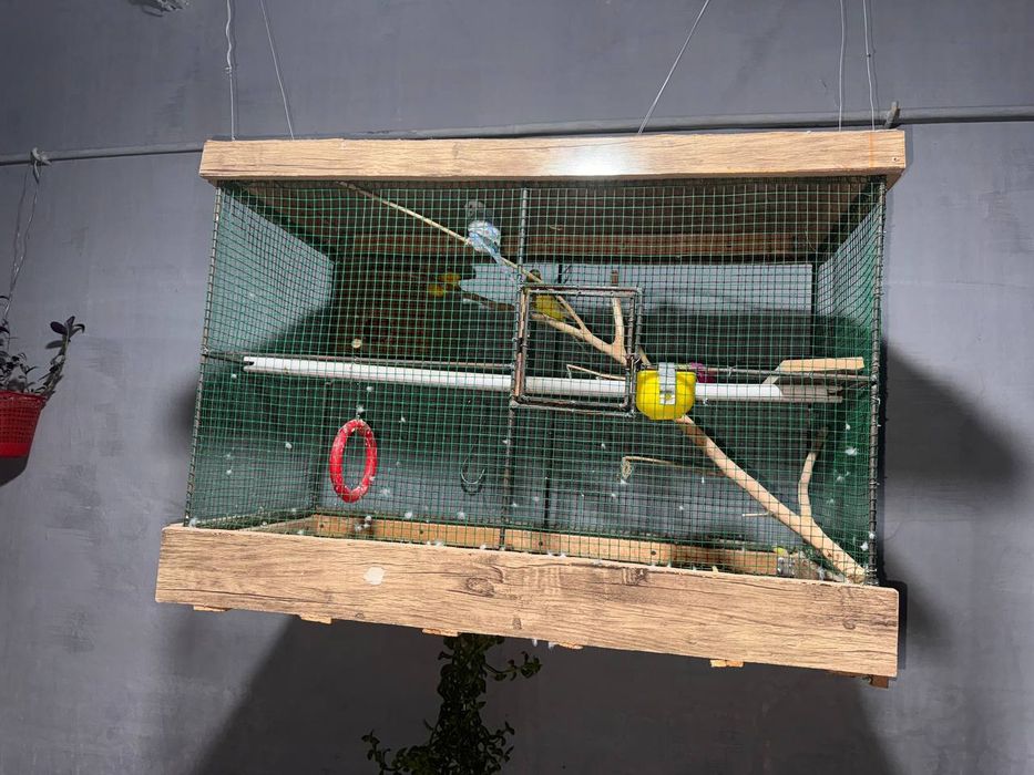 Попугаи один жёлтый самец один самка голубой