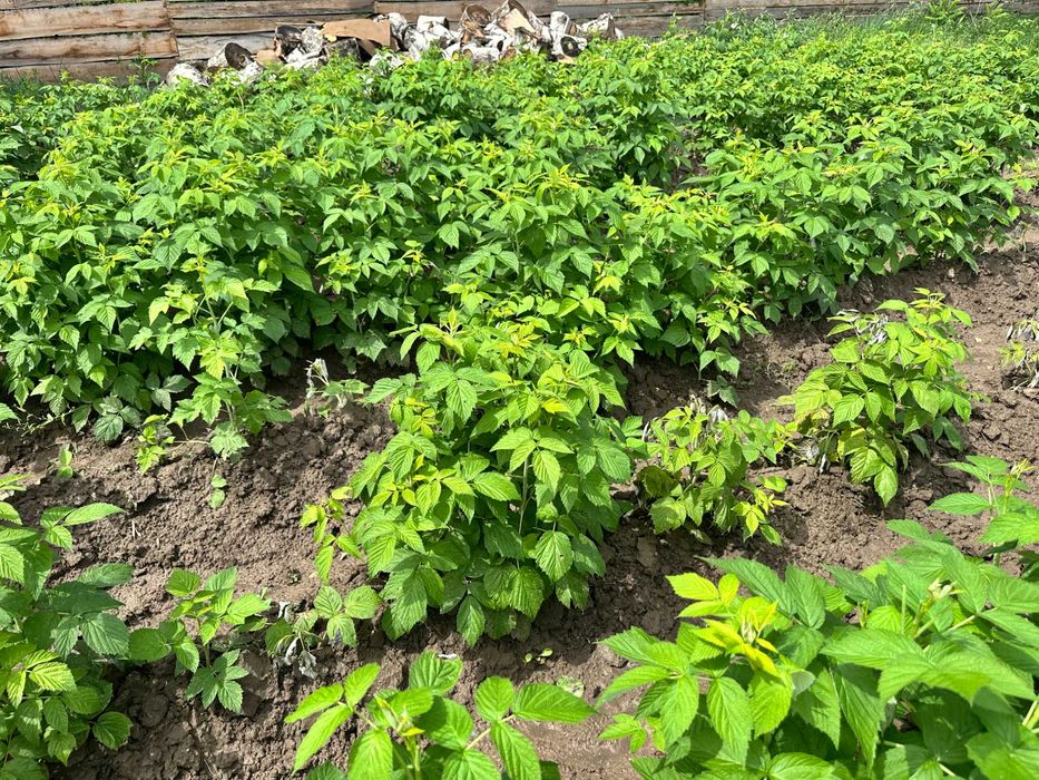 Саженцы малины ремонтантной