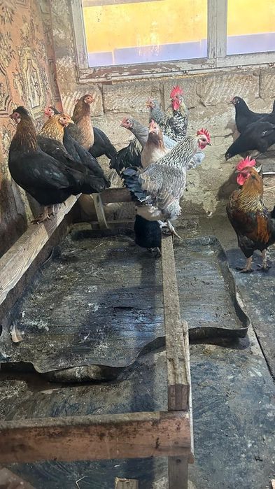 Продам курицы район гмз