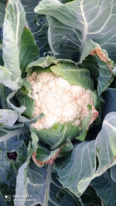 Продам дачную продукцию