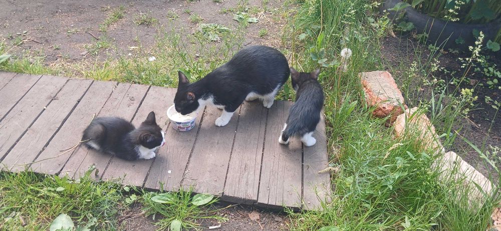 Кошка с котятами