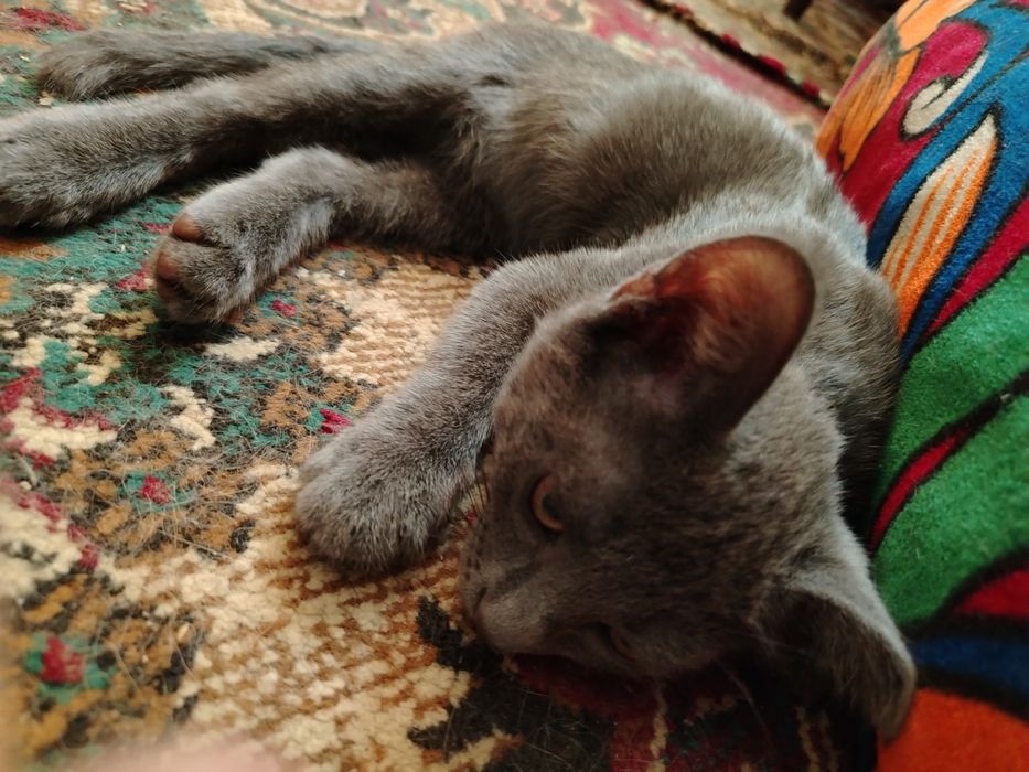 Котята  в добрые руки