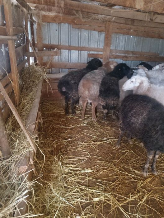 Продаются баланы