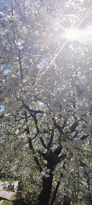 Casă cu teren de vânzare