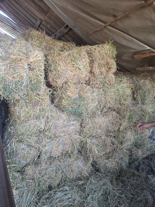 Vand baloti de lucernă