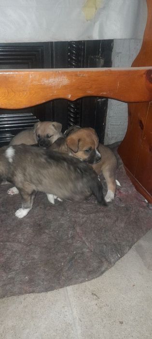 Отдадим Кутят ДАРОМ