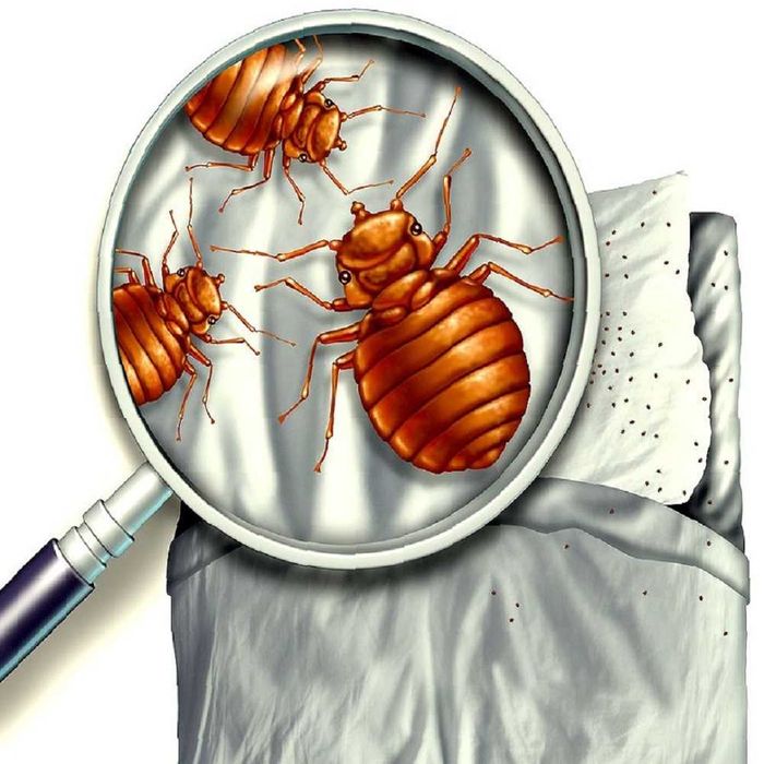 Обработка от запахов, тараканов, клопов, блох, плесени, мышей ...