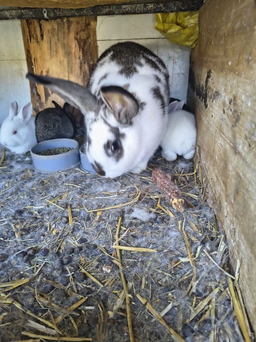 Iepurasi mici de companie iepurita cu pui de 3 zile. .iepuroi adult