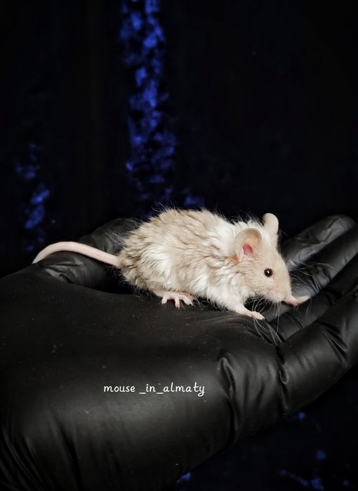 Декоративные мышки