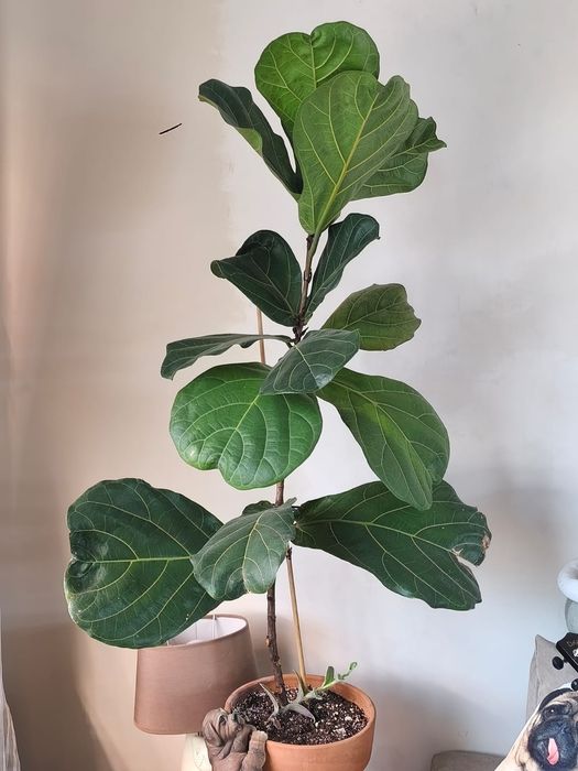 Продам комнатные цветы