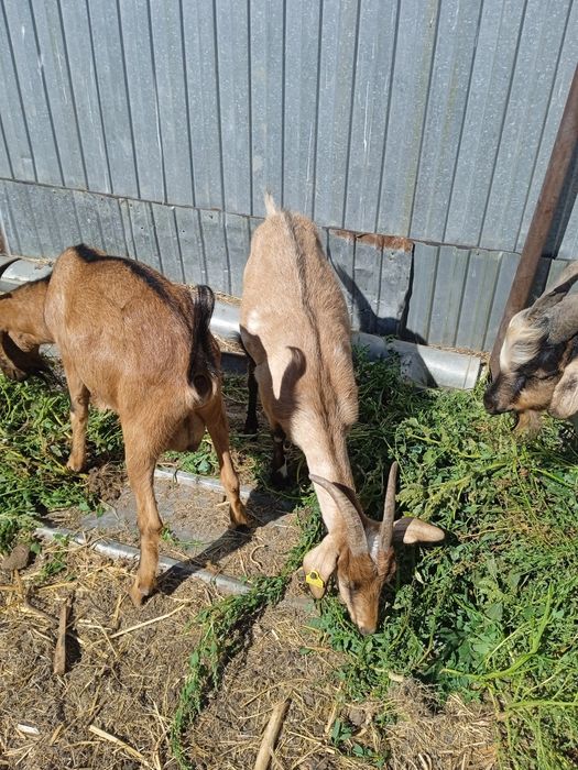 Сутти ешкилер сатам