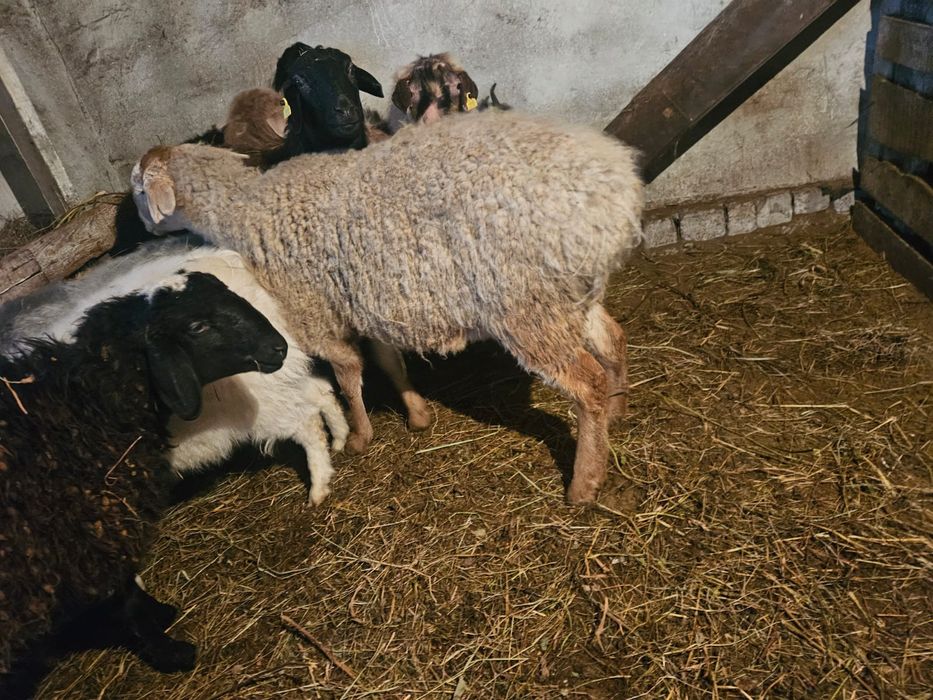 Продам жирных баранов