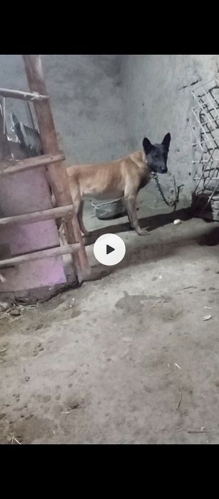 Малиня 10 оелик апорти удар пирвазное иркак