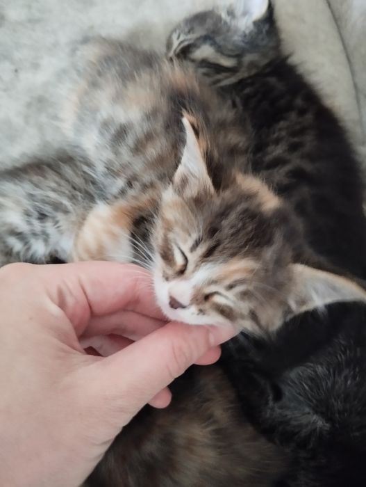 Mushuk yaxshi insonlar ga beriladi