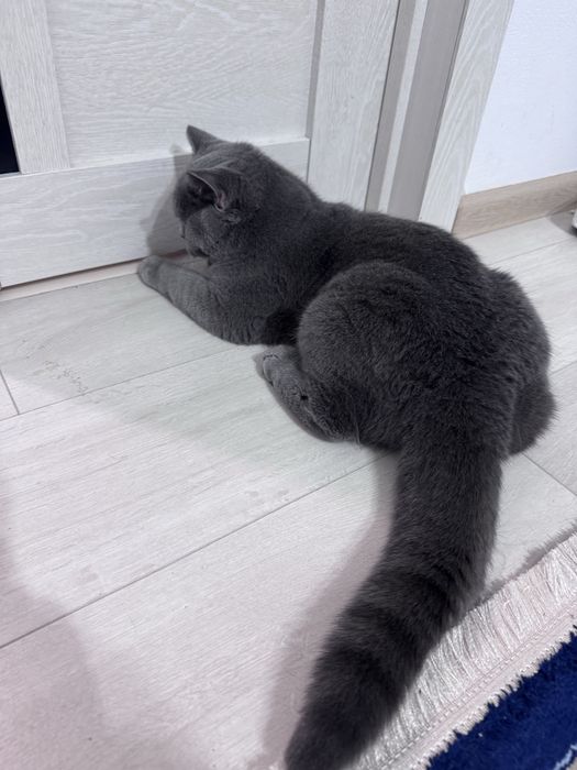 Котик британец 6 месяцев