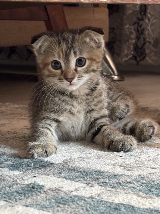 отдам котят в хорошие руки!