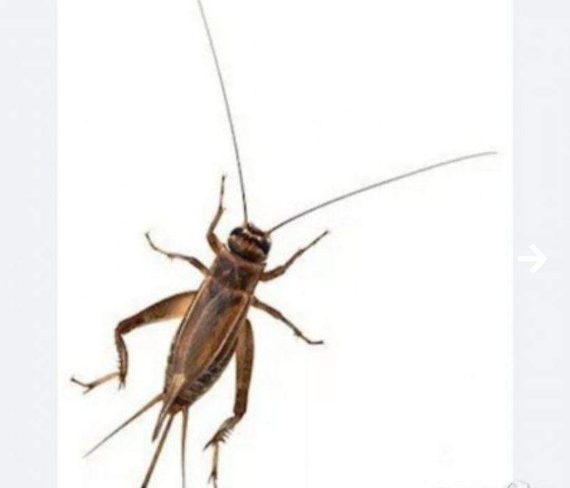 Щурци/брашнен червей/ морио/храна за екзотични/талалеж/катеричка/птици