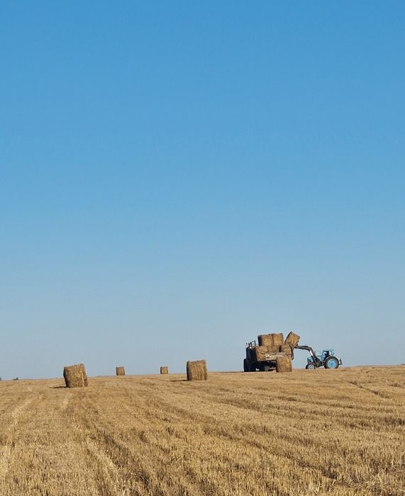Продам сено в рулонах. Житняк