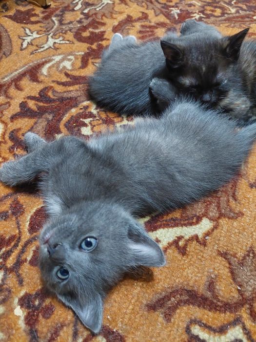 Котята в добрые руки