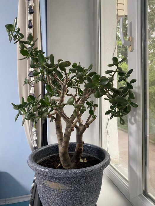 Crassula ovata цветы