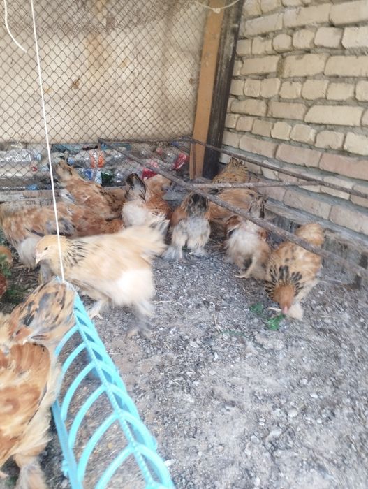 2 ойлик брамма жужалар сотилади