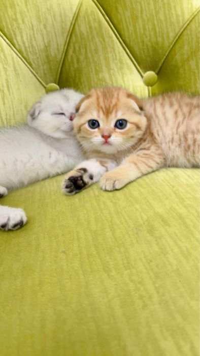 Золотая  шиншилла фолд