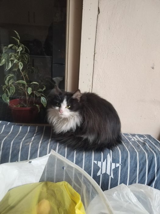 Mushuk opa uka tekinga