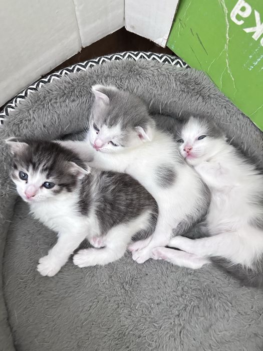 Котята домашние