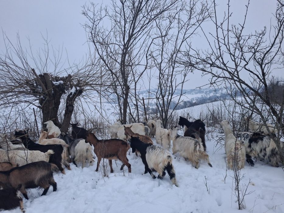 30  capre  bune de lapte