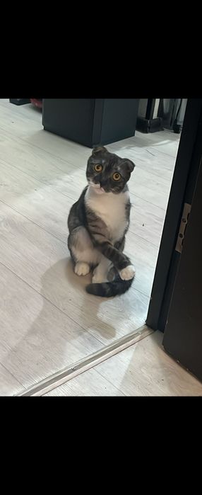 Котята породы разные