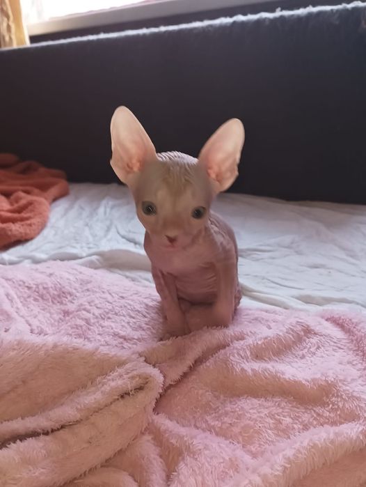 Канадский сфинкс