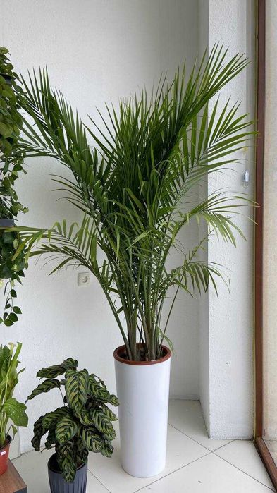 Комнатные растения для дома , ресторанов и офиса