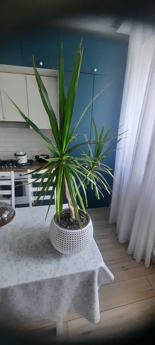 Продам комнатные растения