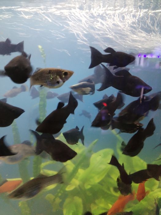 Продаю рыб аквариумных