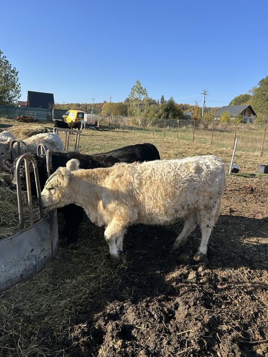 Vand juninci gestante galloway