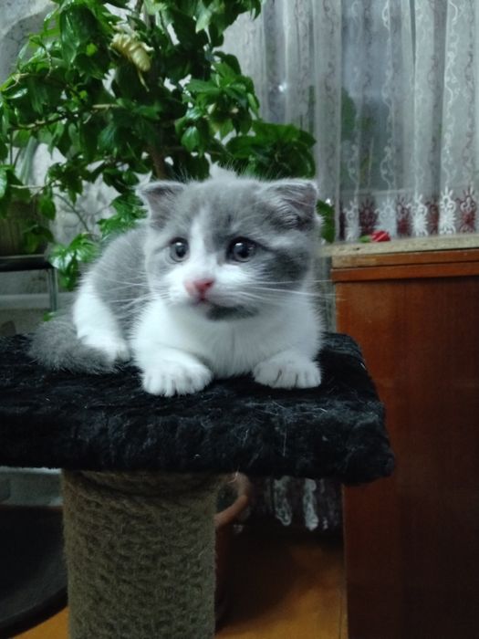 Отдам котёнка в добрые руки