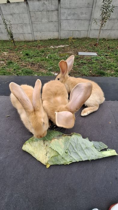 Urias german gri , gri fier , negru ,galben, cincila