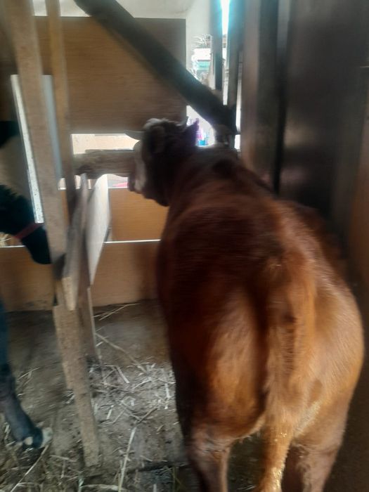 Сельхоз животные.