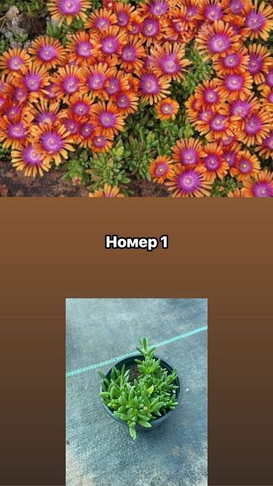 Делосперма разсад