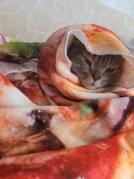 Отдам кошку даром