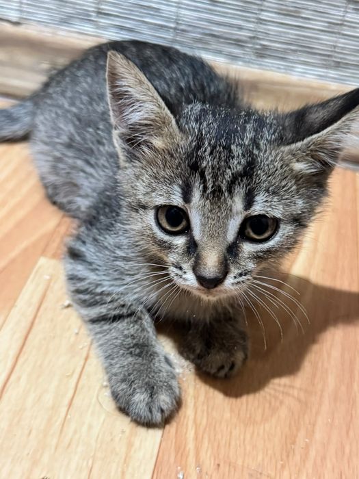 Котенок девочка.