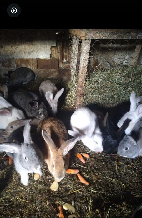 Ofer spre vânzare iepuri