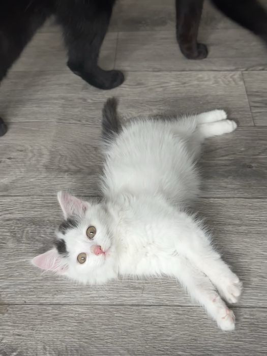 Отдам малютку кошку 2 месяца